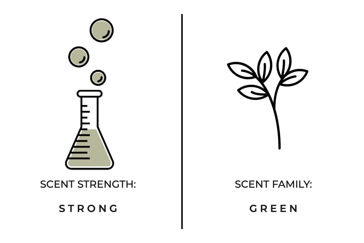Forest Fern Reed Diffuser