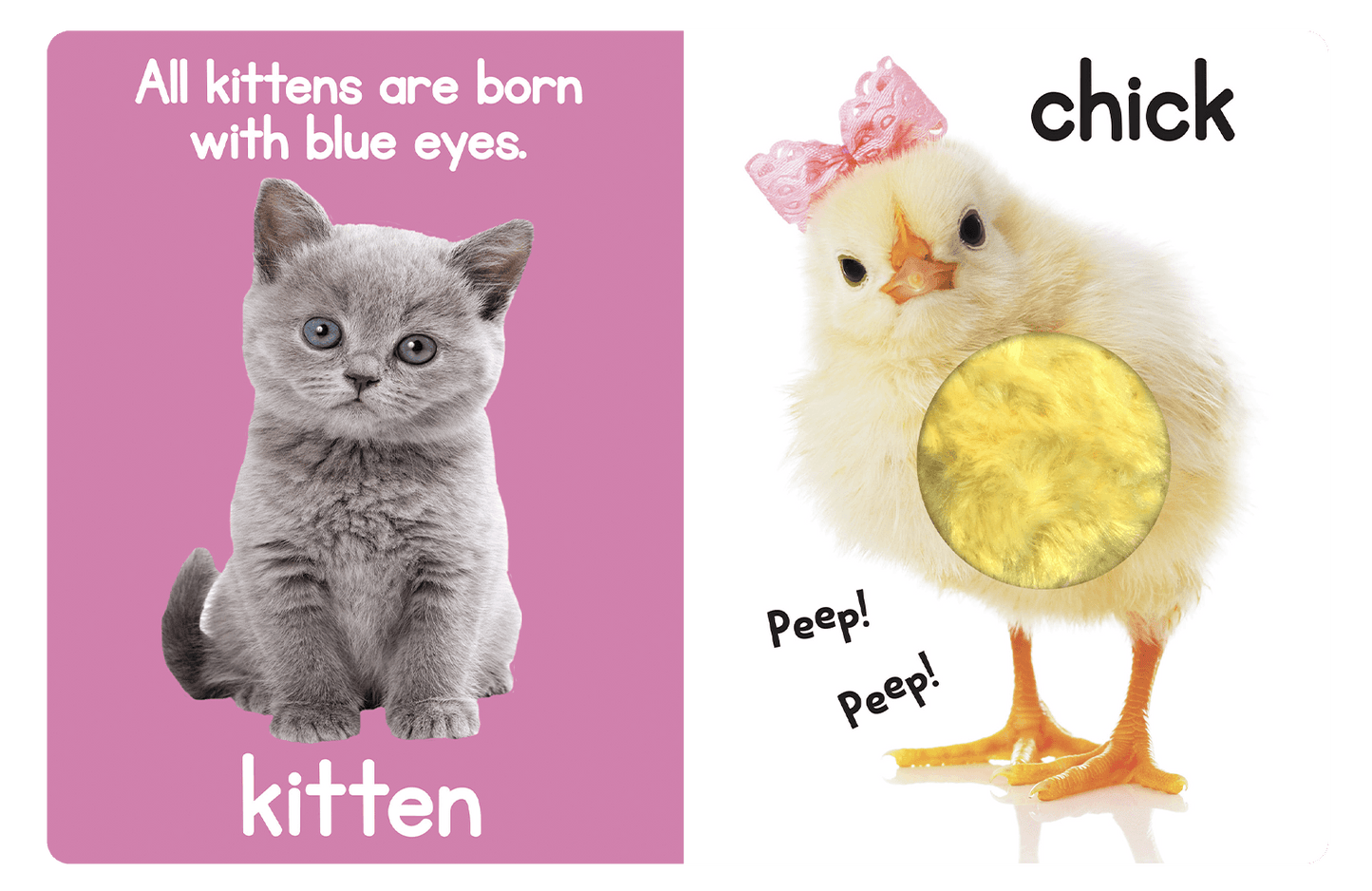 Adorable Animals Touch and Feel Book