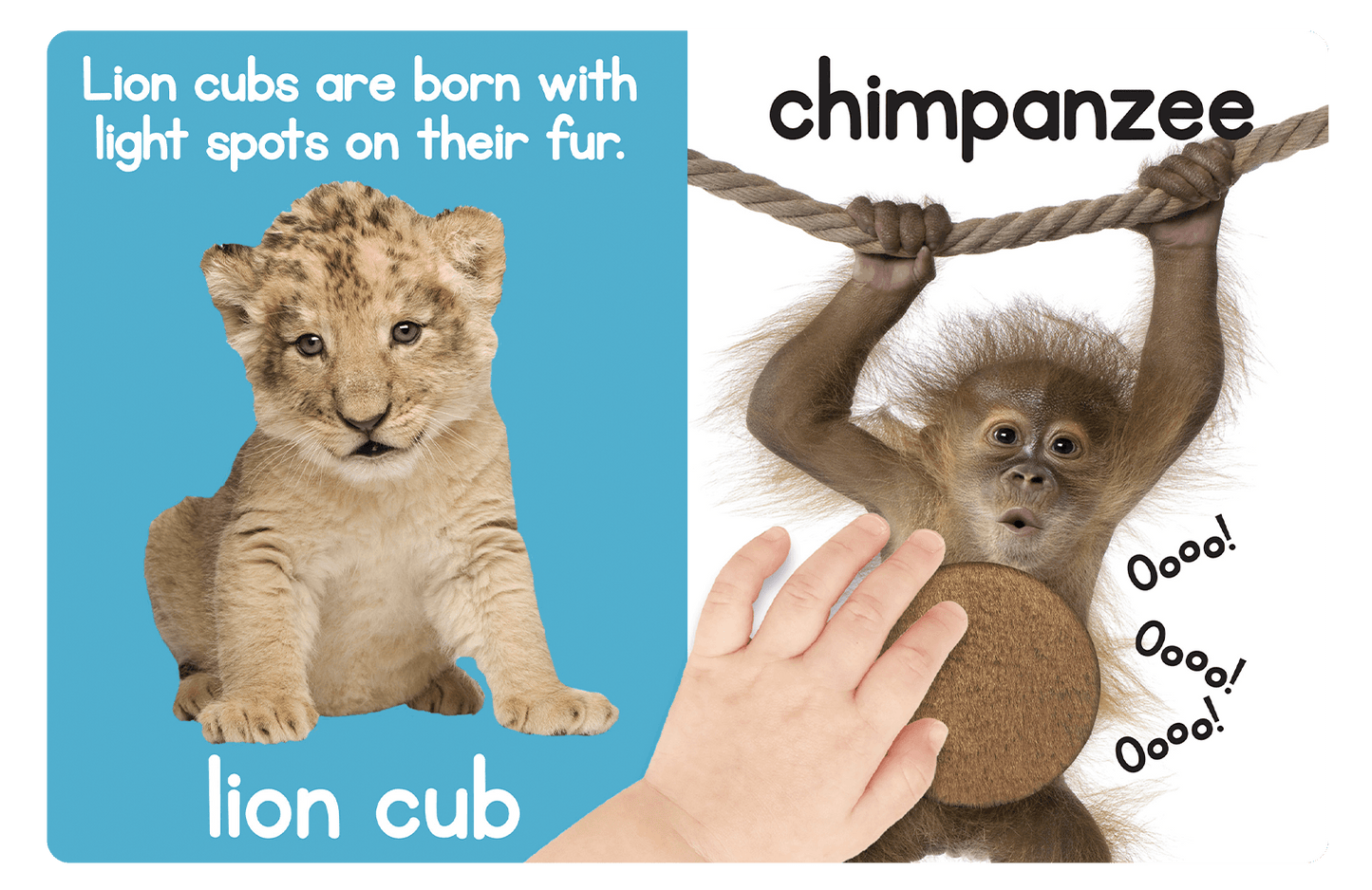 Adorable Animals Touch and Feel Book