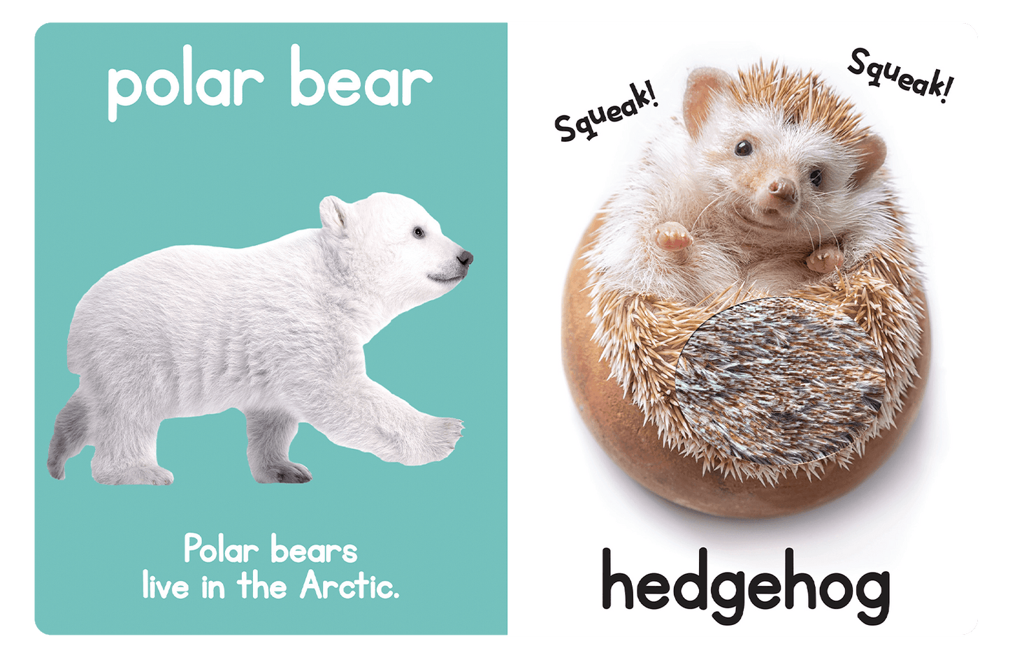 Adorable Animals Touch and Feel Book