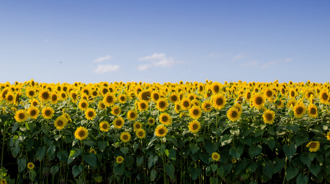 In the beginning....