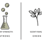 Forest Fern Reed Diffuser