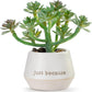 Loved Just Because | Mini Faux Succulent