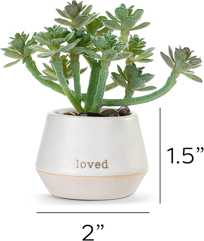 Loved Just Because | Mini Faux Succulent