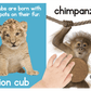 Adorable Animals Touch and Feel Book