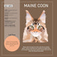 My Sticker Paintings: Cats - 10 Amazing Felines